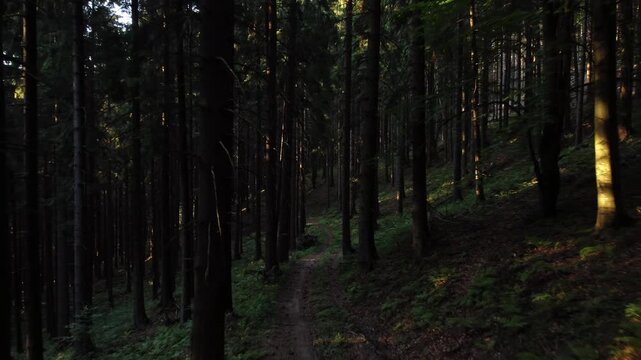 Low Aerial Flight Between Dark Pine Tree Trunks with Sun Beams on Forest Floor