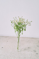 White Daisies in Glass Bottle on Light Background