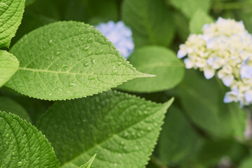 Green Leaf with Water Droplets After Rain
