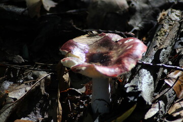 Russula rosea, known as rosy russula, common brittlegill wild mushroom
