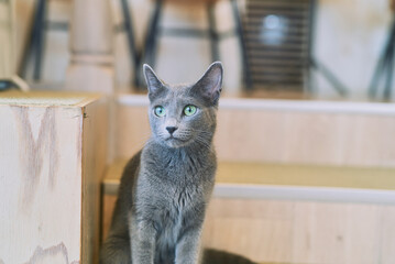 Gray Cat with Green Eyes Sitting Indoors