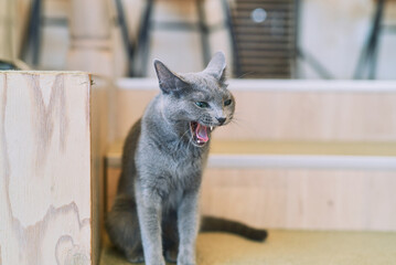 Gray Cat Yawning Indoors on Wooden Floor