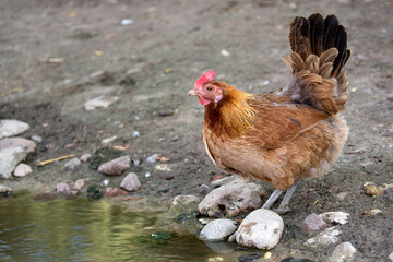 Hen on a farm