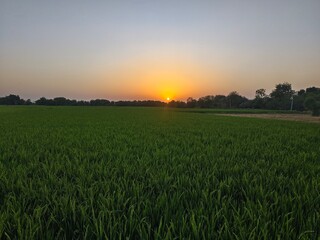 Golden sunset over lush green rice farms, reflecting warm orange light on water-filled fields, peaceful rural landscape with silhouettes of trees and farmers — serene evening countryside view