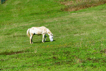 Fototapeta premium A white horse on a rope tether grazes and eats grass in a bright green field with yellow flowers