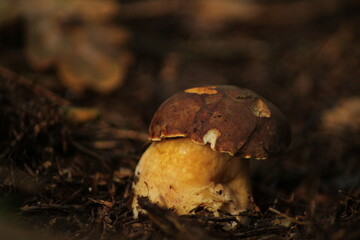 Detail shot of amazing edible Imleria badia mushrooms commonly known as bay bolete in moss. Czech Republic, Europe.
