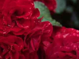 6月に美しく咲いた雨上がりの赤色のバラ「ユーロピアーナ」