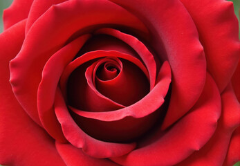 Close-up Photograph of a Red Rose