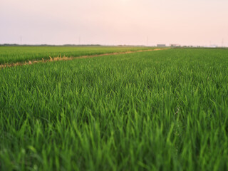 Green Grass Field in Warm Evening Light