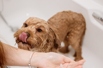 Cavapoo dog in bathtub licking its nose with shampoo in foreground