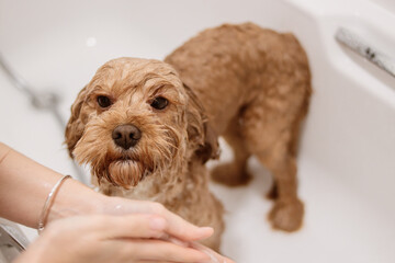 Cavapoo dog standing in bathtub during bath time