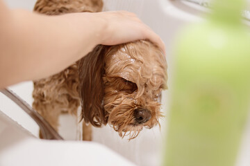 Cavapoo dog getting head washed in bathtub with shampoo bottle in foreground