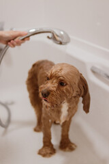 Wet cavapoo dog standing in bathtub being rinsed with shower