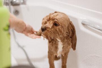 Cavapoo dog in bathtub having back paw washed with shampoo bottle in foreground