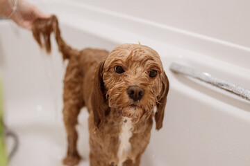 Cavapoo dog in bathtub having tail washed under shower