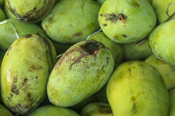 pile of fresh green mangoes with bright green skin