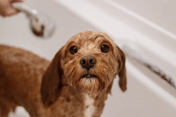 Close-up of cavapoo dog in bathtub under shower looking at camera