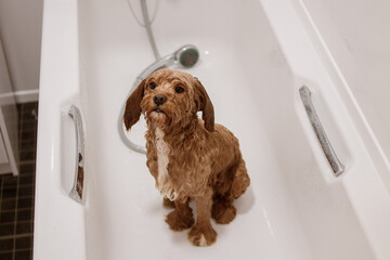 Wet Cavapoo sitting in bathtub with shower in background