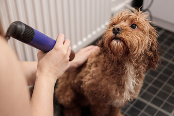 Woman drying cavapoo dog after shower with hairdryer and gentle hold