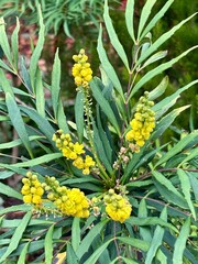 Close-up of a Barberry, with elongated green leaves and clusters of bright yellow flowers. The detailed texture and natural colour contrast create a vibrant and fresh botanical composition outdoors.