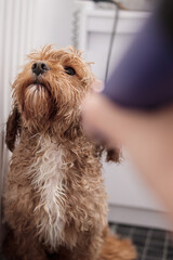 Curly Cavapoo drying with hairdryer after bath, looking sideways