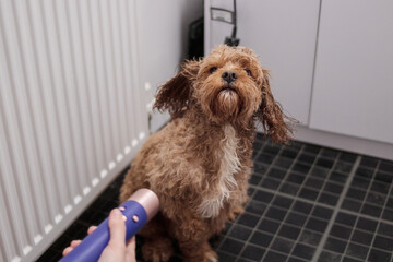 Cavapoo dog drying after bath with hair dryer