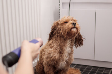 Cavapoo drying after bath with hairdryer at home