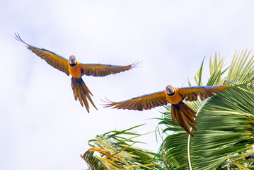 macaws6
