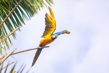 macaws3