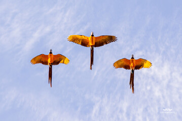 macaws2