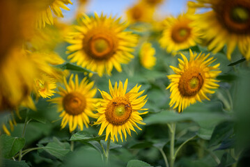 Fototapeta premium SunFlower2