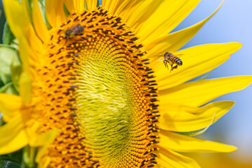 SunFlower with Bee3