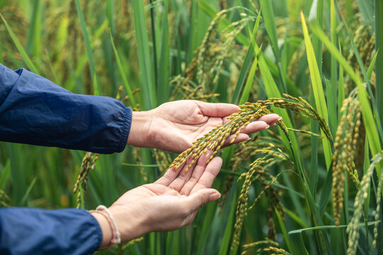 Close-up shot of female hand touching rice in paddy field. Woman's hand touching rice plants on organic farm.