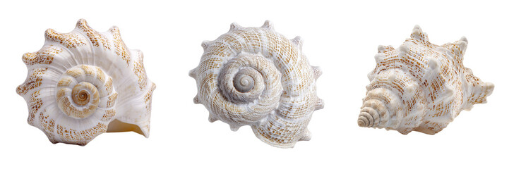 Set of Single spiraled seashell with pearly luster, positioned on a white backdrop, clean and minimalistic composition on transparent png background. Ai generated