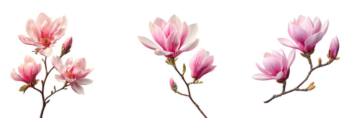 Set of White flower in full bloom with the word "bloom" integrated artistically on transparent png background. Ai generated