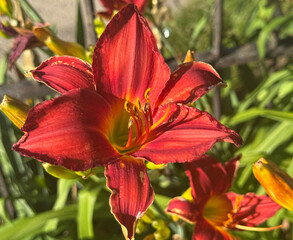 A vibrant red daylily (Hemerocallis) in full bloom captured under natural sunlight. The close-up highlights the delicate texture of the petals and the bright yellow center, symbolizing summer beauty a