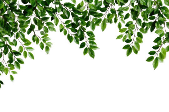 Lush green leaves cascading over a black background
