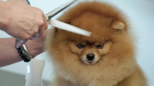 At a Grooming Salon, a Pomeranian gets its fluffy coat trimmed with scissors and a brush. A skillful Groomer shapes the dogs fur for a fresh, stylish look