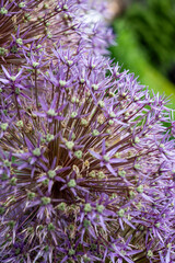 Allium christophii (Star of Persia) textured detail