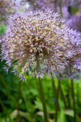 Allium christophii (Star of Persia) portrait