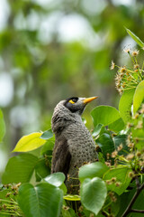 Noisy Miner Bird Perched Among Green Foliage
