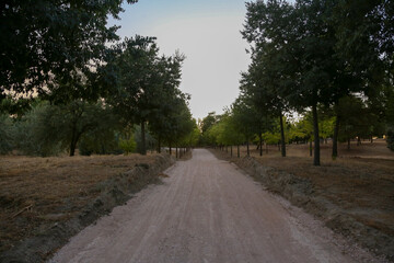 A dirt road in a forest in early autumn, with its different colors, leading to infinity. Vanishing point
