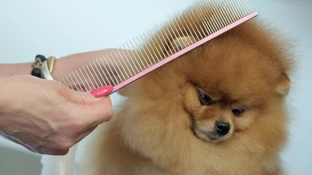 At a pet salon, a fluffy Pomeranian gets its beautiful coat groomed with a pink comb. The gentle combing action keeps the adorable dog looking its best
