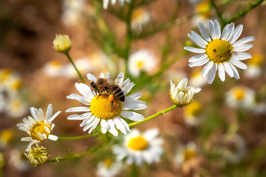 Bienen im Sommer beim Pollen Sammel auf Bl&uuml;ten 