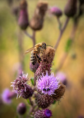 Bienen im Sommer beim Pollen Sammel auf Blüten 