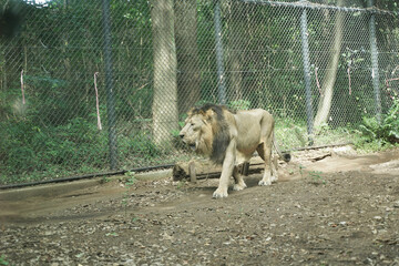 ライオン　オス