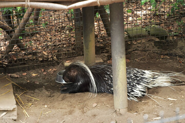 アメリカタテガミヤマアラシ