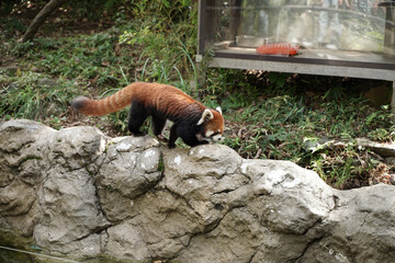 レッドパンダ　レッサーパンダ