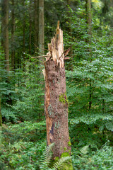 tree trunk in the forest