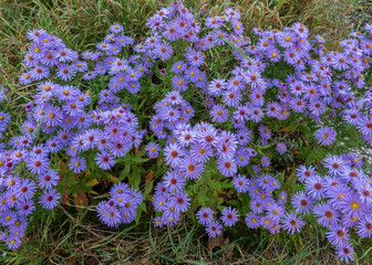purple autumn asters in garden